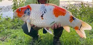 August 10, 2021 older posts blog archive. Hwto60ovhlonlm