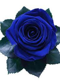 The Only 1 Royal Blue Preserved Long Stem Rose Bouquet Blue Flower Arrangements Royal Blue Flowers Beautiful Rose Flowers