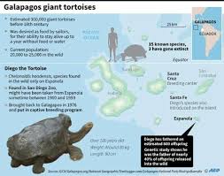 Giant tortoises are endemic to galapagos with 15 subspecies recorded around the archipelago. Sexploits Of Diego The Tortoise Save Galapagos Species