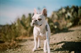 Maybe you would like to learn more about one of these? Vet Near Me Pleasanton Ca 94566 Paws Of Pleasanton Animal Hospital