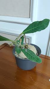 Image result for Raphionacme madiensis