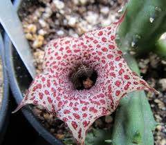 Image result for Huernia hislopii