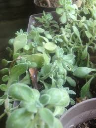 Planta De Mentol Chino Steemit