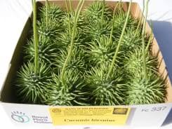 Image result for Cucumis hirsutus