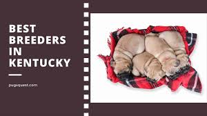 Looking for one of these located in maryland, we are dedicated to breeding beautiful, healthy puppies. Pugs For Sale In Kentucky List Of Ky Pug Breeders