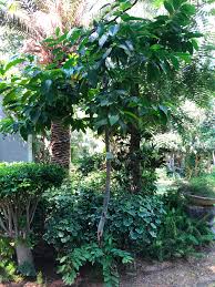 Image result for Erythrina livingstoniana
