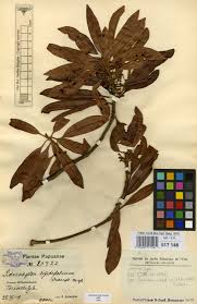 Image result for Panicum arcurameum