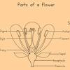 Carpels may be called the female parts of a flower and collectively form the gynoecium. 1