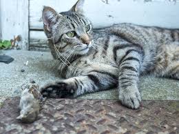 View available dogs, cats, rabbits, horses and more. Why House Cats Are God S Perfect Little Killing Machines Npr