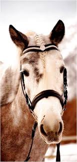 Horse With Herringbone Mane Braid Braidedhairstyle Click Now For More Info Horse Braiding Horse Mane Horse Love