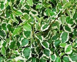 Image result for ficus pumila
