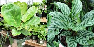 The soil you use should have the correct ph. Succulent Archives Salisbury Greenhouse