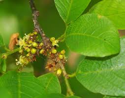 Image result for Bridelia