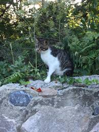 Aslialpar On Twitter Istanbul Bahcekoy De Sokakta Yasayan Kor Kedi Icin Cok Acil Onu Yakalayabilecek Ve Kedi Kapani Ya Da Agi Olan Birine Ihtiyacimiz Var Ankara Dayim Gelemiyorum Kediyi Pet Nakil Ile Ayni Gun
