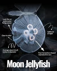 Image result for Jellyfish