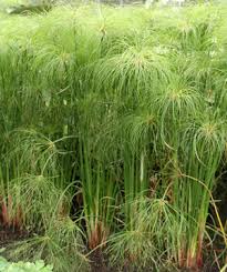 Image result for Cyperus papyrus