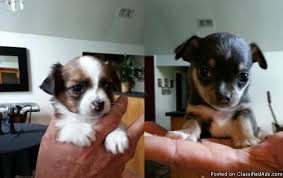 Find local long haired chihuahua in dogs and puppies in the uk and ireland. Chihuahua Puppies For Sale In Abilene Texas Classified Americanlisted Com