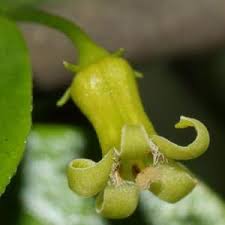 Image result for Leptactina benguelensis