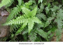 Image result for Pteris preussii