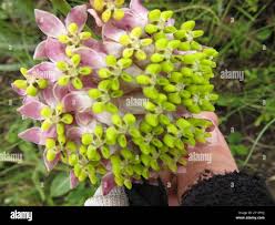 Image result for Asclepias albens