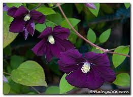 Clematis urophylla 'winter beauty', clematis 'new love', clematis napaulensis, clematis 'miss bateman', clematis x. Clematis Blue Belle Clematis Blue Clematis Clematis Vine