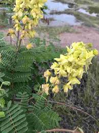 Image result for Caesalpinia decapetala