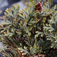 Image result for Selaginella afrorum
