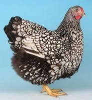 Black And White Turkey Breed Google Image Result For Http Cheshirepoultry Co Uk Images Breed Jpg Poultry Breeds Chicken Breeds Chickens For Sale