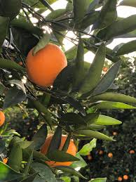 Other trees, such as citrus trees, need a subtropical or warmer climate to grow fruits. Guide To Choosing Fruit Trees Edible Phoenix
