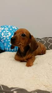 Macarthur Pets New Arrivals Our New Pure Bred Toy Facebook