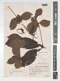 Image result for Leptactina benguelensis