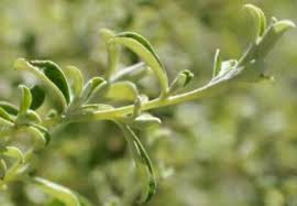 Image result for Plecostachys