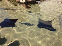 Sting Rays I Think Stingray Aquarium Pacific