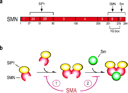 Portal oficial del servicio meteorológico nacional. Smn Mutants Of Spinal Muscular Atrophy Patients Are Defective In Binding To Snrnp Proteins Pnas