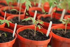 Check spelling or type a new query. What To Do If Your Tomato Plant Is Not Flowering Ready To Diy
