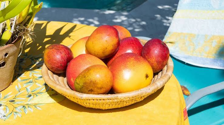 Explore Mango Fruit Magic – The Sweet Talk of Tropical Mango Fruits - Fruits Exporters in Kenya