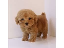 Vicky's toy puppies offers hypoallergenic puppies for sale throughout the state of texas. Toy Poodle Puppy For Sale Dubai Dubai Classifieds
