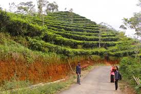 Check spelling or type a new query. Kebun Teh Nglinggo Samigaluh Dengan Pemandangan Yang Indah Web Loveheaven 07