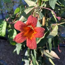 Often vines are displayed on a trellis or an on arbor to provide shade for a deck or patio. Winter Flowering Vines For The Southwest Finegardening