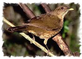 Resultado de imagen para Aves Canoras