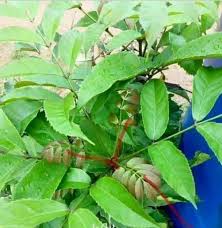 Image result for Lecaniodiscus