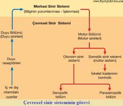 Ugi̇s ve ereksiyondan parasempatik sistem sorumludur. Biyolojidersim Cevresel Sinir Sistemi Css Periferal Sinir Sistemi Pss