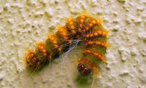 Taturana E O Estagio Larval De Alguns Insetos Da Ordem Lepidoptera