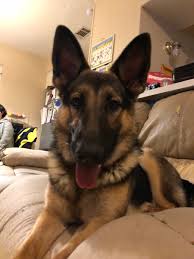 Adopt a white german shepherd dog / mixed dog in houston, tx (29969867). Lani S Lucky Shepherds Of Houston On Twitter Meet Mya Our Newest Houston Area German Shepherd Rescue Puppy