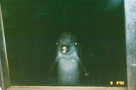 0 0 Dolphin Memes Creepy Images Dolphins