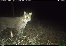 You can click here to learn more about how cookies are used on. What Was This Lone Bobcat Doing Wandering Near Georgetown Dcist