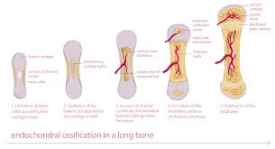 Feb 19, 2021 · related posts of long bone model long bone diagram labeled colored. Bone Formation And Remodeling Tobig