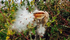 Flowers are held at the tops of the plant and are a greenish white color. Monarch Butterflies Plant Milkweed Seeds