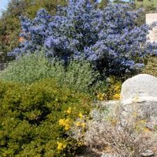 Image result for Maerua grantii