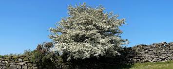 Widecombe's Ancient Landscape